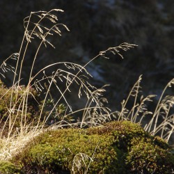 Impressionen - Donnersbachwald - Erwin Petz